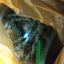 清掃活動：メバルplugging