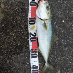 ハマチ、イワシ