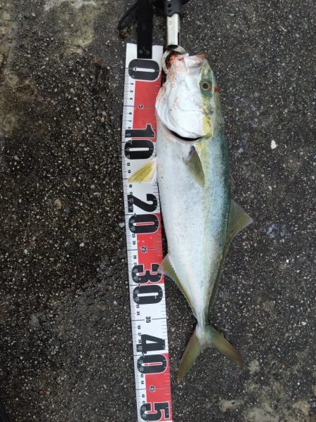 ハマチ、イワシ