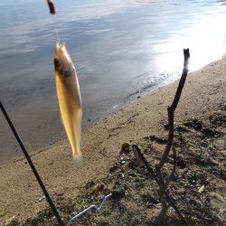 ちょい投げシロギス