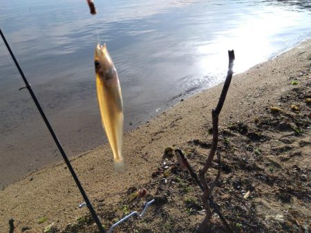 ちょい投げシロギス