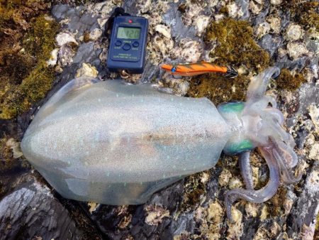 デイエギングIN対馬