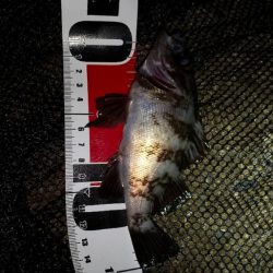 メバルを求めて