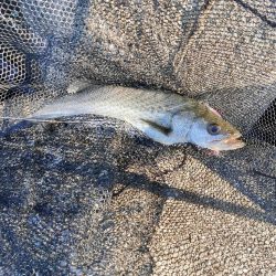 漁船パターンとクサフグ