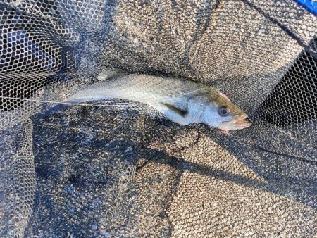 漁船パターンとクサフグ