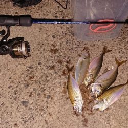 やっぱりアジング難しい