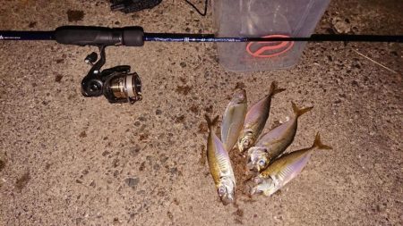 やっぱりアジング難しい