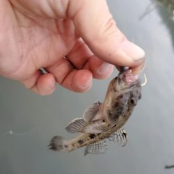 雨上がりの濁りからの深夜の釣行