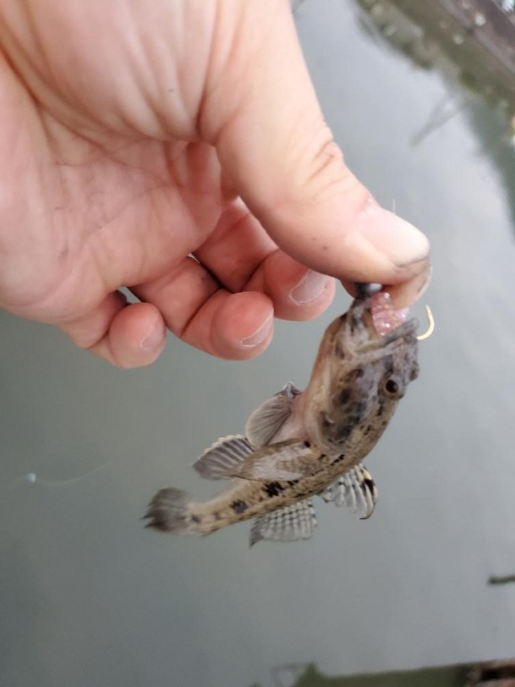 雨上がりの濁りからの深夜の釣行