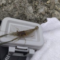 手長エビ～ようやく…