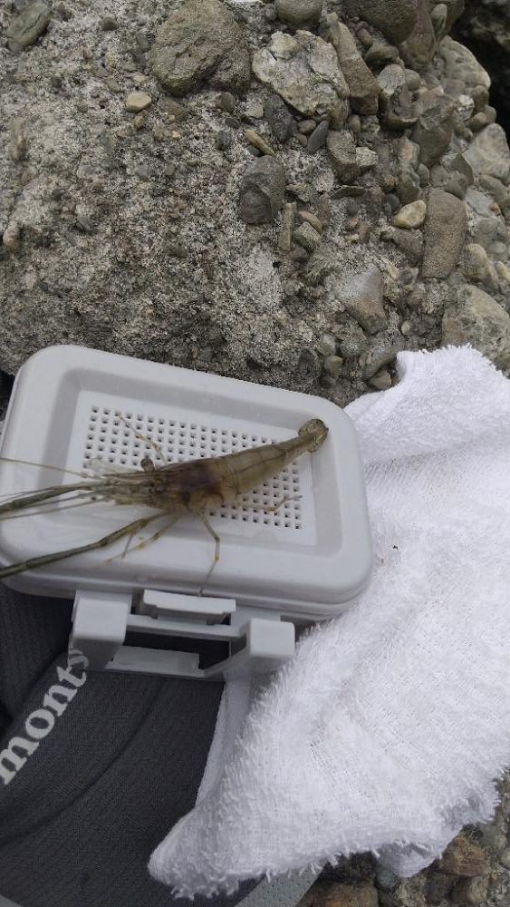 手長エビ～ようやく…