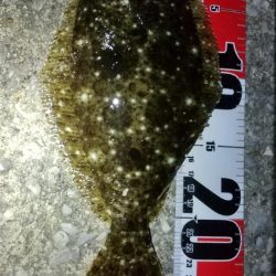 メバリングでヒラメ