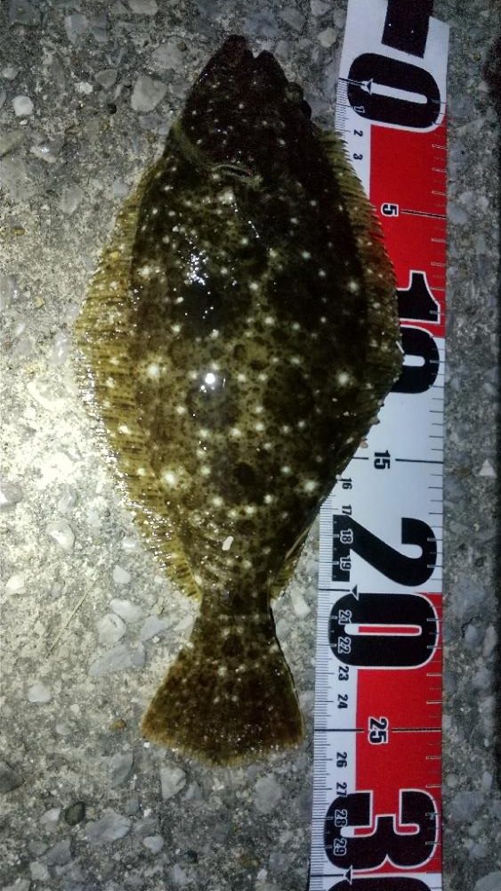 メバリングでヒラメ