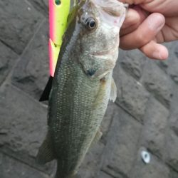 打ち物と巻き物で1本ずつ