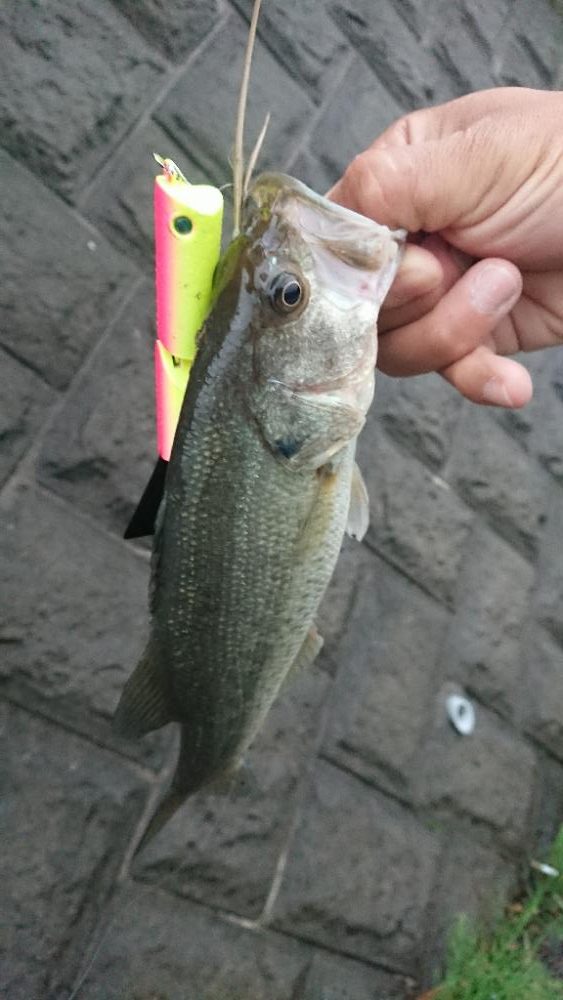 打ち物と巻き物で1本ずつ