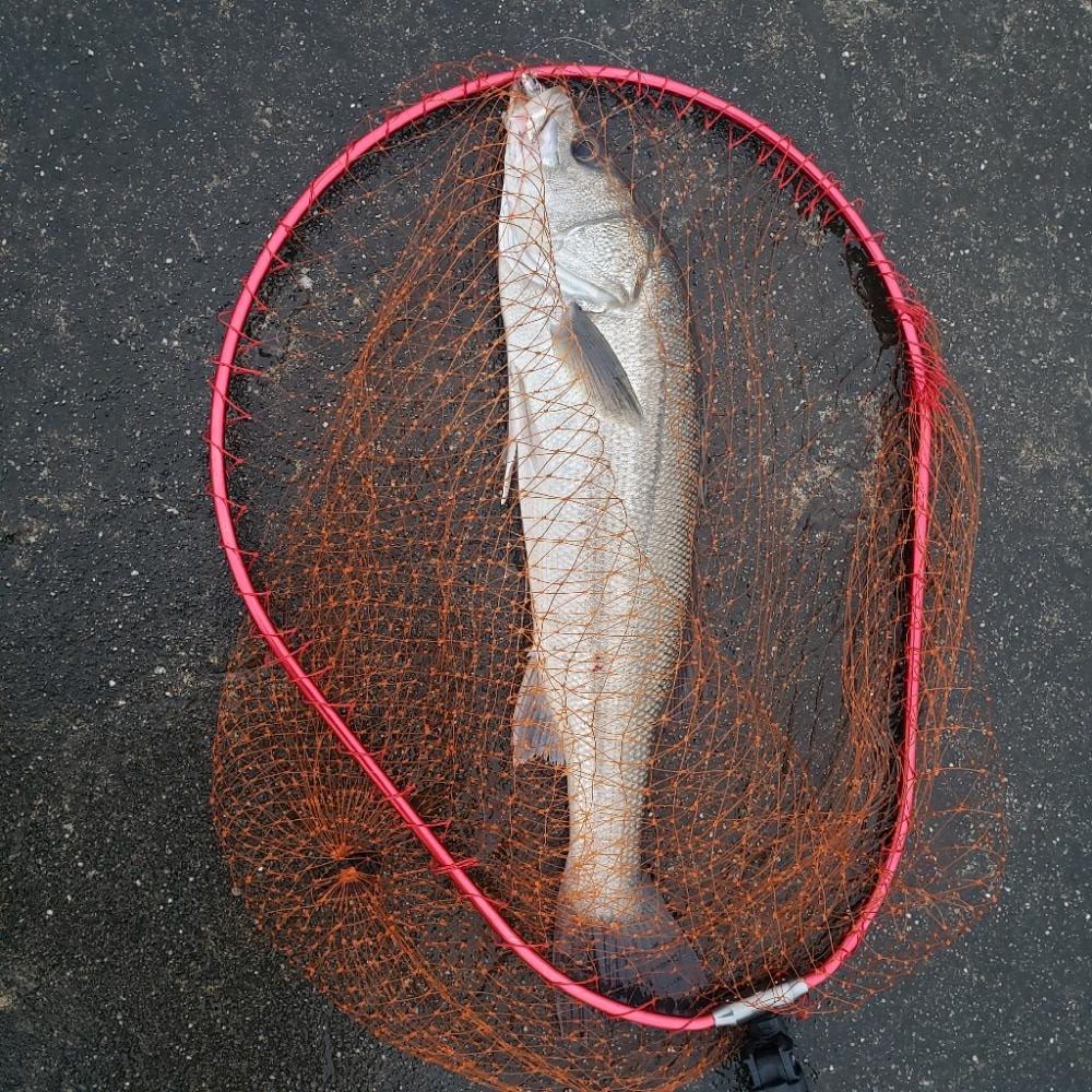 御無沙汰、鱸さん!