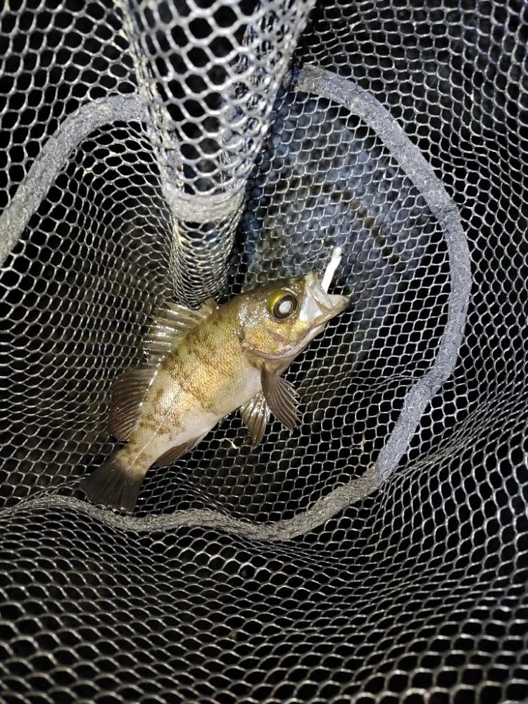 アジングメバリング@泉南