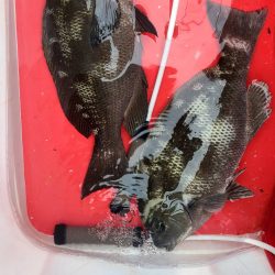 和歌山市江(吉丸渡船)でグレ釣り