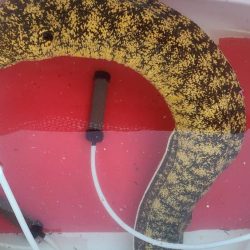 和歌山大引の磯でフカセ釣りのはずが・・