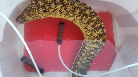 和歌山大引の磯でフカセ釣りのはずが・・