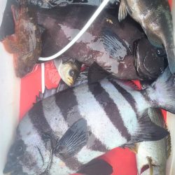 和歌山大引の磯でフカセ釣り