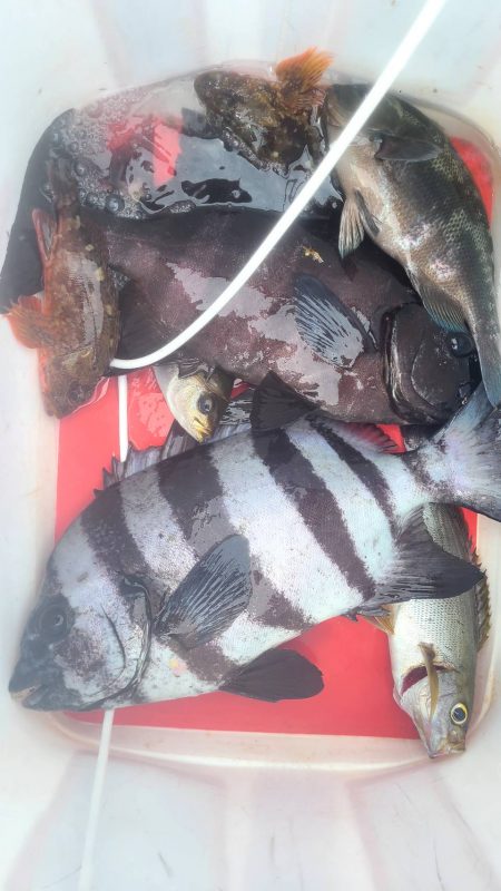 和歌山大引の磯でフカセ釣り