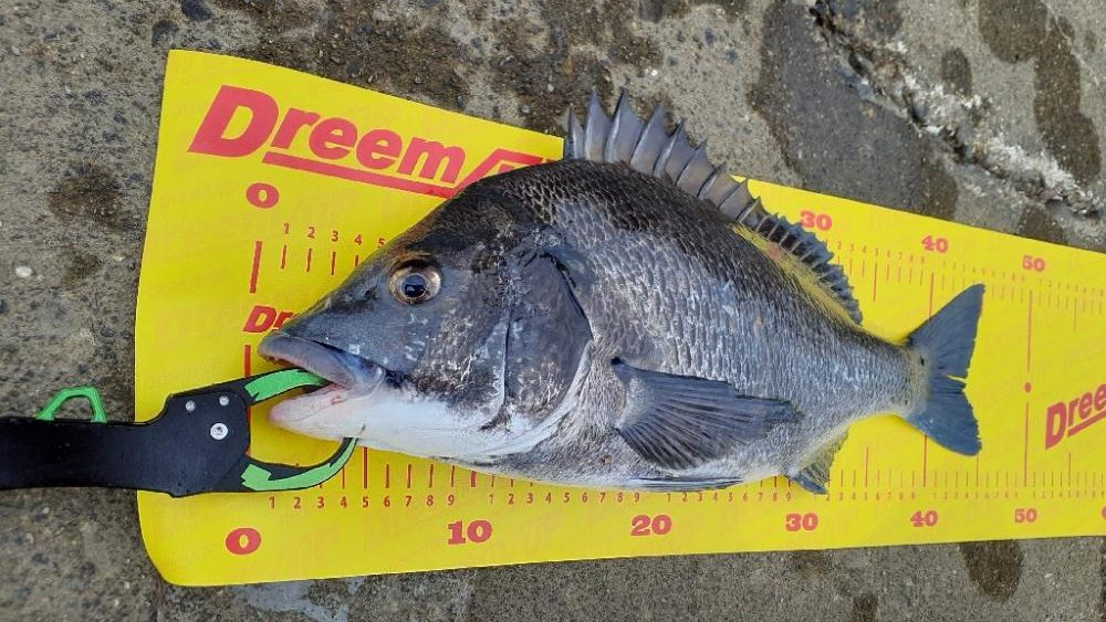 やっとトップに出た(^.^)