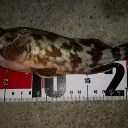 メバルを求めて