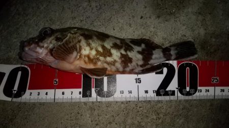 メバルを求めて