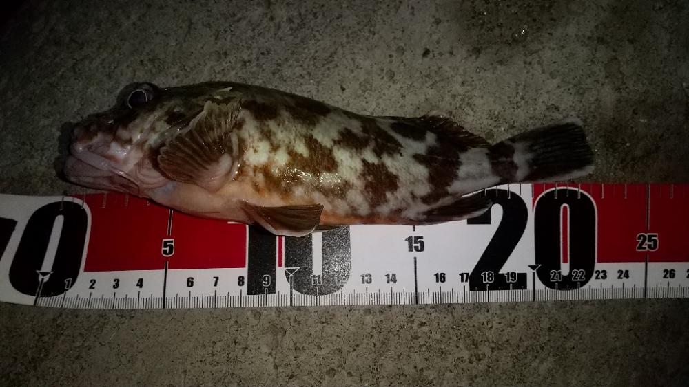 メバルを求めて