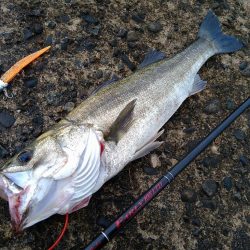 早朝シーバスゲーム