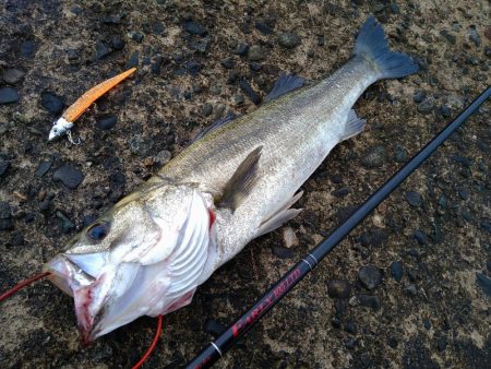 早朝シーバスゲーム