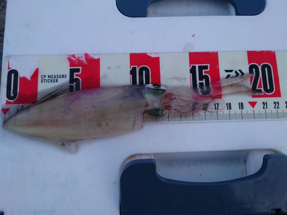 マイカエギング