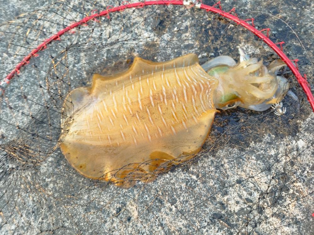 ついに来た!春イカ