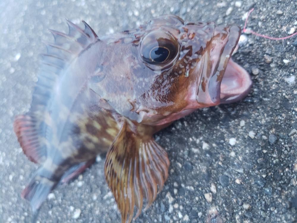 釣り散歩