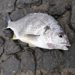 トップチニング