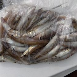 大塩海岸のキス釣り