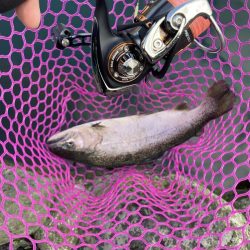 釣食浪漫 ～釣って食べて家庭円満～