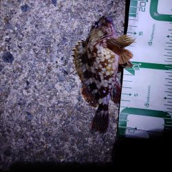 まだ小さいアコウ