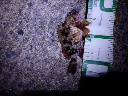 まだ小さいアコウ