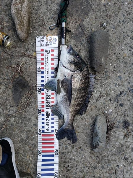 シーバスリベンジ