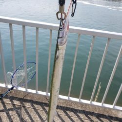 シーバスリベンジ2