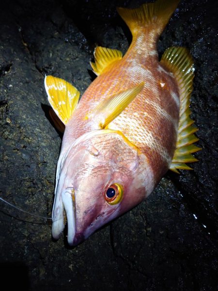 幻の高級魚！これも温暖化の影響？？