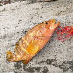 自作タイラバでアコウ