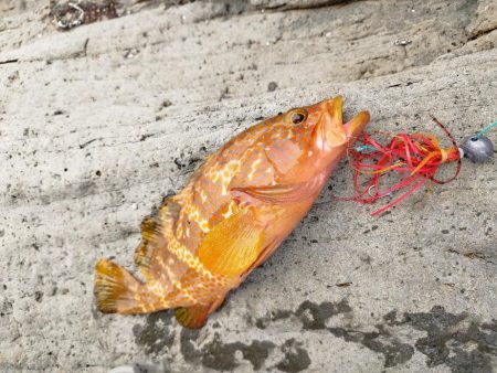 自作タイラバでアコウ