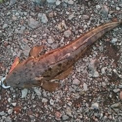 マゴチ釣れました。