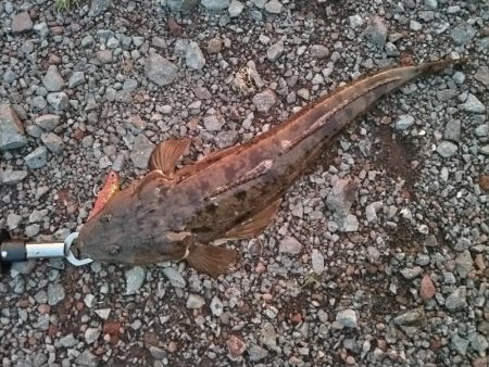 マゴチ釣れました。