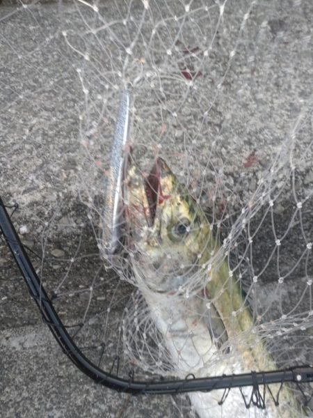 ブローウィン140J　フォールトリック&#…