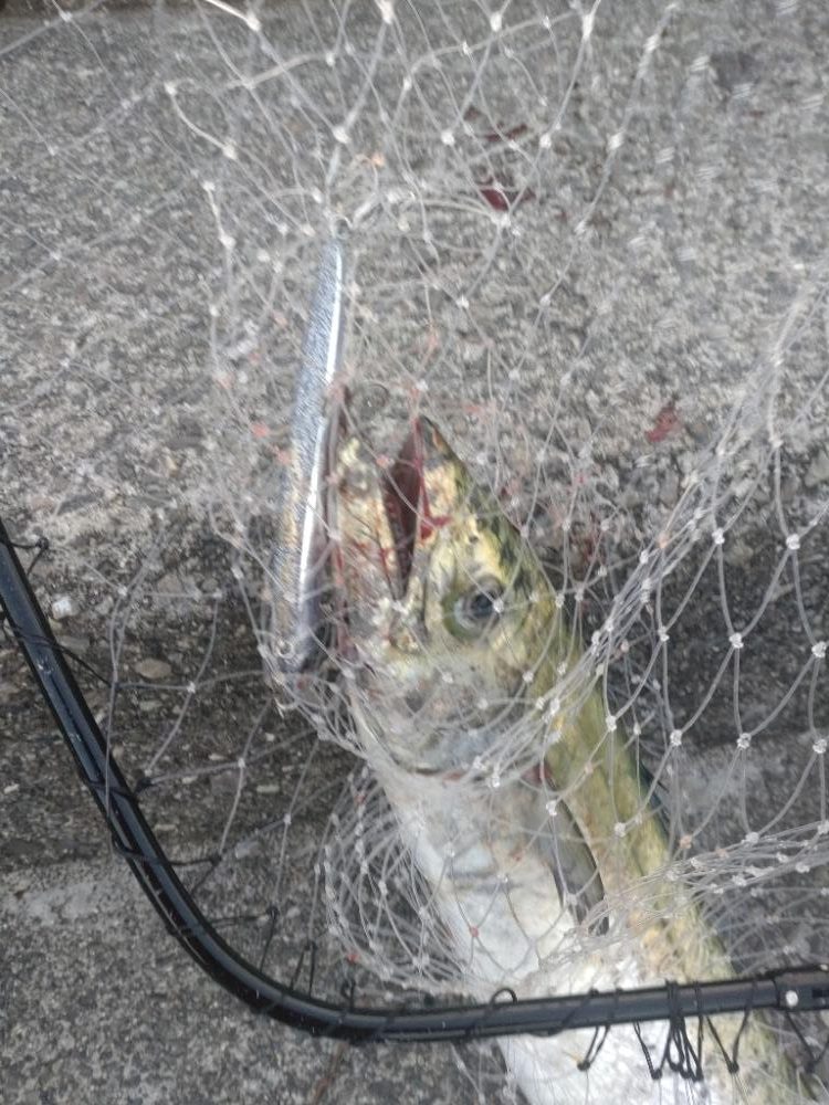 ブローウィン140J　フォールトリック⁉️