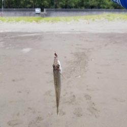 近場でキス釣り